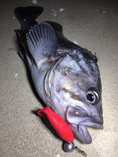 クロソイの釣果