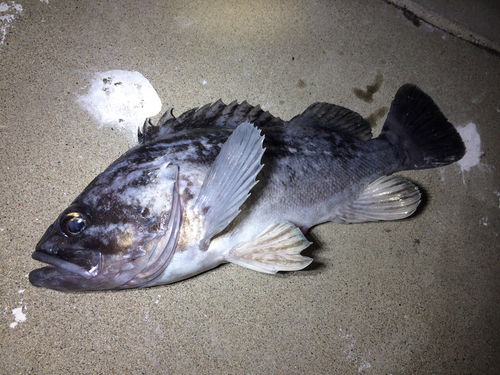 クロソイの釣果