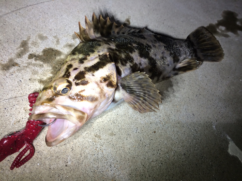 ベッコウゾイの釣果