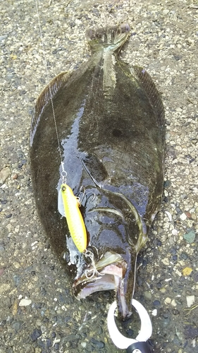 ヒラメの釣果