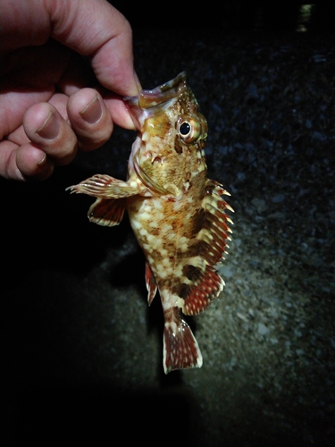 カサゴの釣果