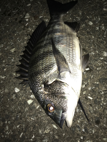 クロダイの釣果