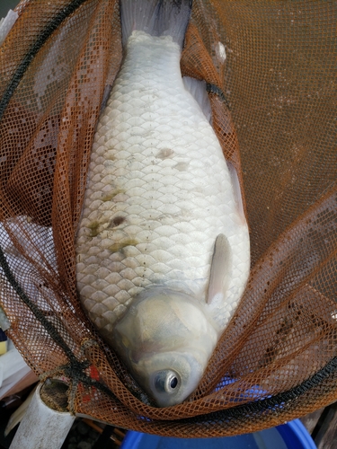 ヘラブナの釣果