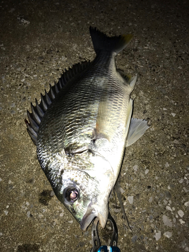 キビレの釣果