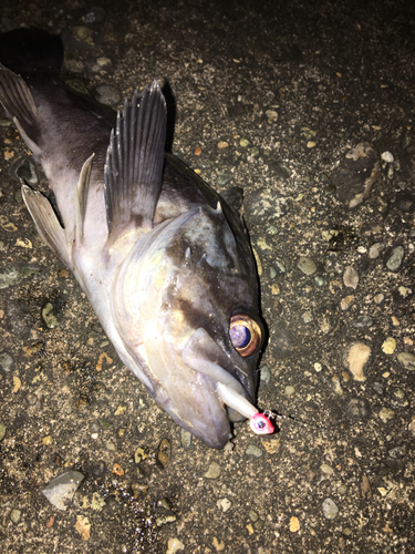 クロソイの釣果