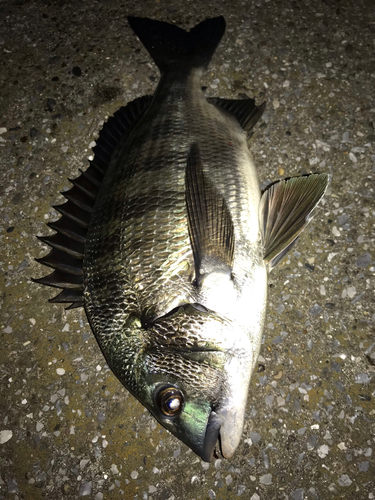 クロダイの釣果