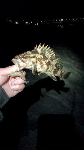 タケノコメバルの釣果