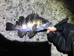 メバルの釣果