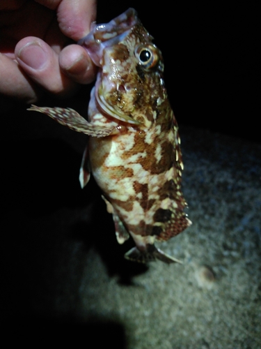 カサゴの釣果