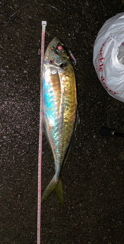 マアジの釣果