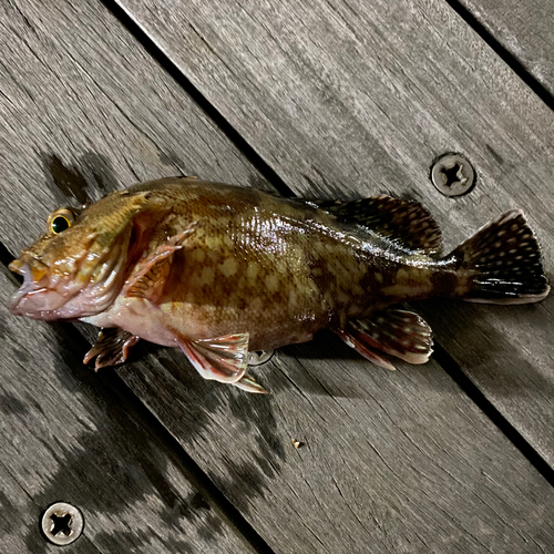 カサゴの釣果