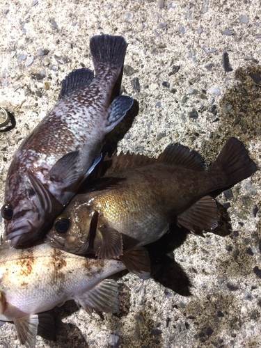 メバルの釣果