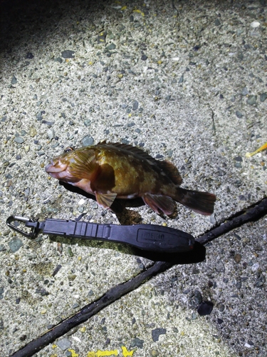 カサゴの釣果