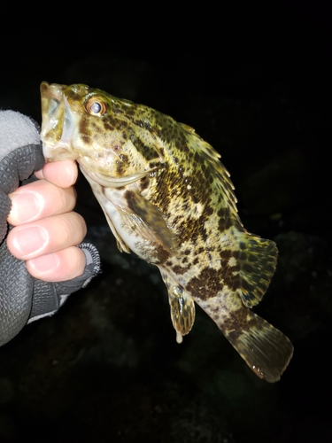 タケノコメバルの釣果