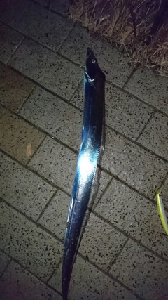 タチウオの釣果