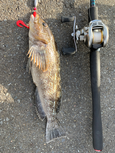 アイナメの釣果