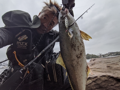 ヒラマサの釣果