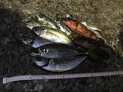 アジの釣果