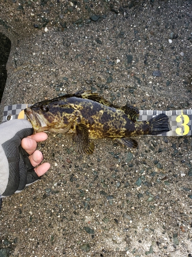 タケノコメバルの釣果