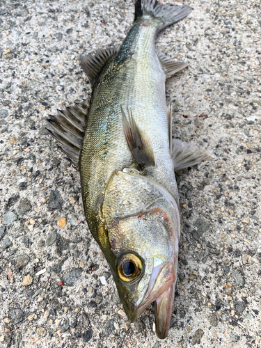 セイゴ（マルスズキ）の釣果