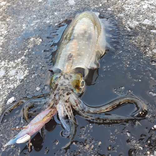 アオリイカの釣果