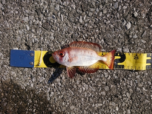 キントキダイの釣果