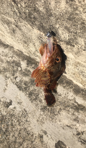 カサゴの釣果