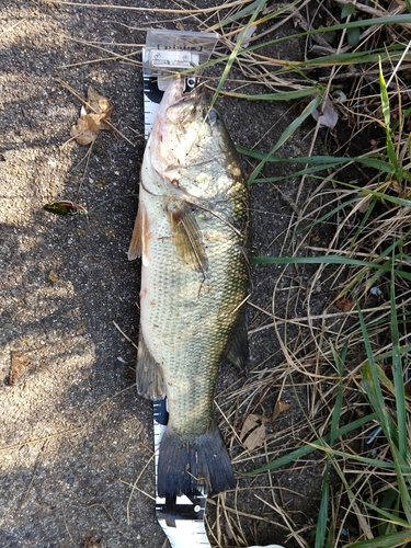 ラージマウスバスの釣果