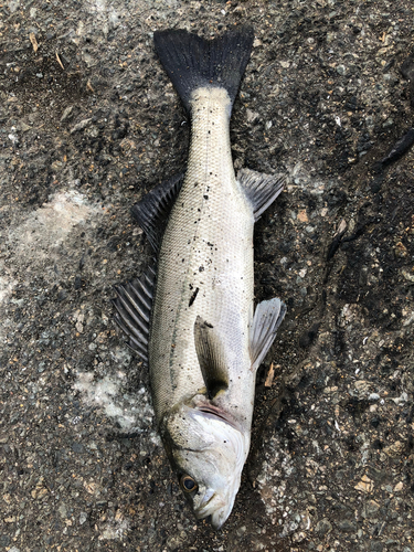 フッコ（マルスズキ）の釣果