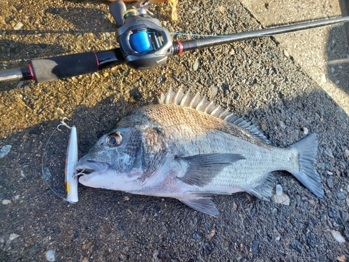 クロダイの釣果