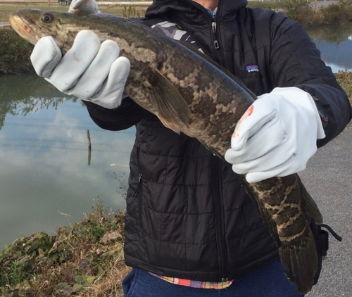 ライギョの釣果