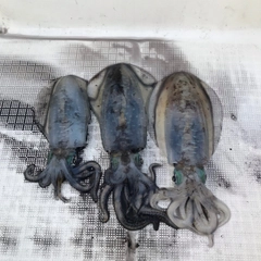 モイカの釣果