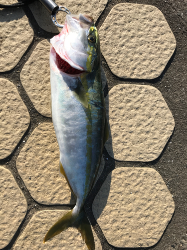 イナダの釣果