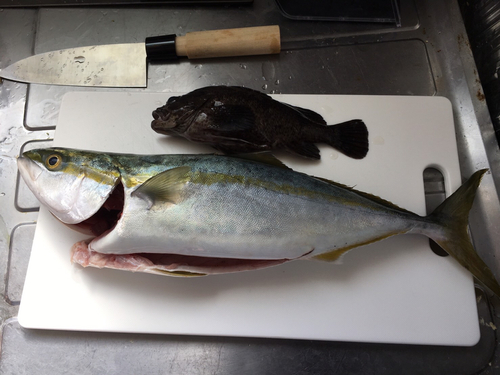 ツバスの釣果