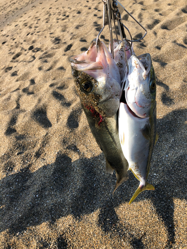 ハマチの釣果