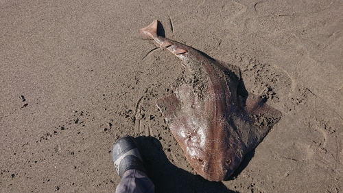 カスザメの釣果