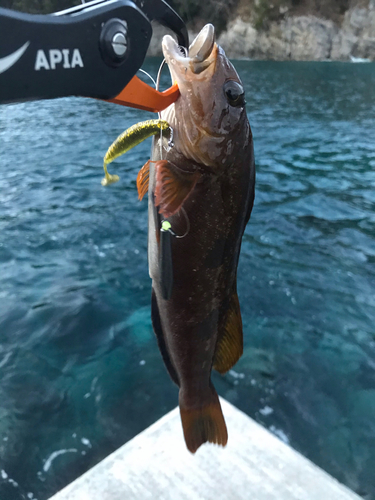 アイナメの釣果