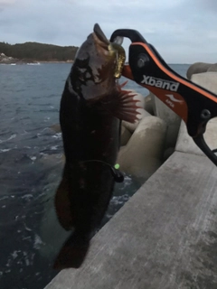 アイナメの釣果