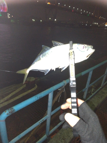 マアジの釣果