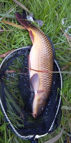 コイの釣果