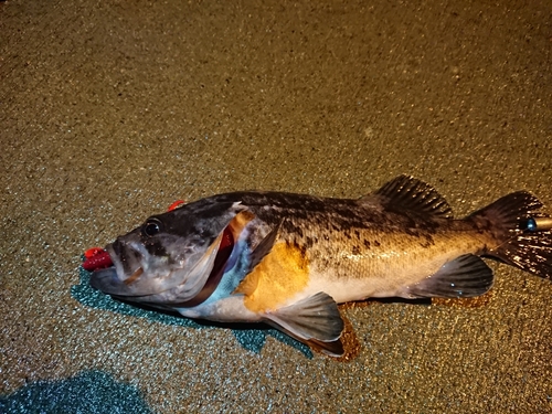 クロソイの釣果