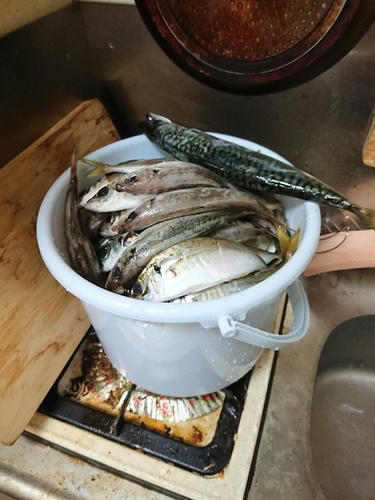 アジの釣果