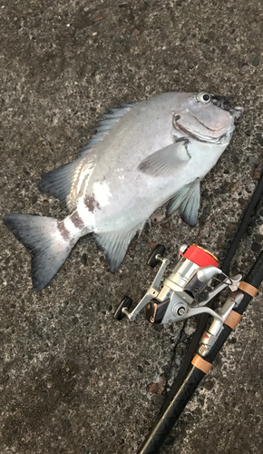 イシダイの釣果