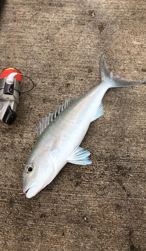 アオチビキの釣果