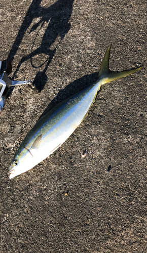 ツムブリの釣果