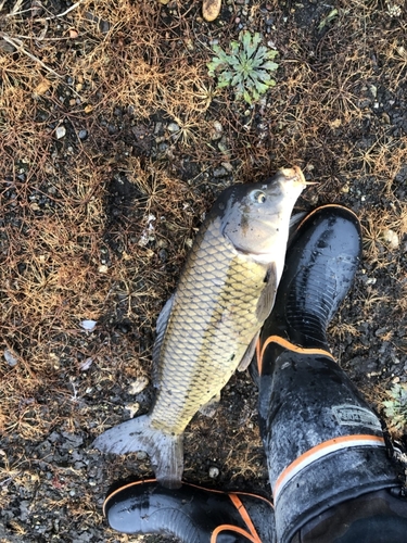 コイの釣果