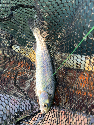 レインボートラウトの釣果