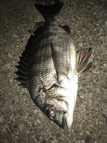 クロダイの釣果