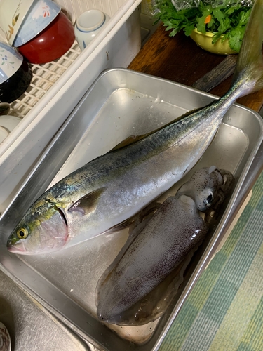 ツバスの釣果