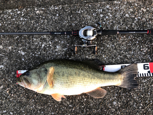 ブラックバスの釣果